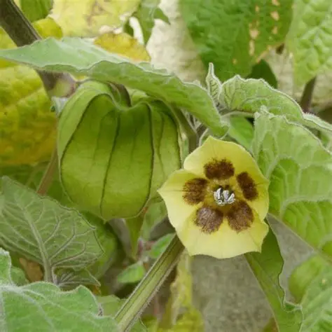 Photographie de Coqueret du Pérou