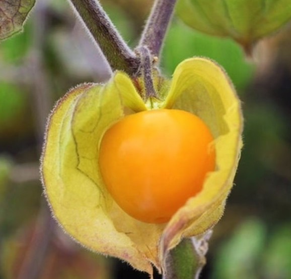 Photographie de Coqueret du Pérou