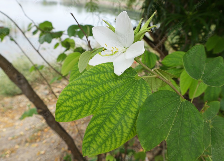 Photographie de Bauhinia Blanc Nain