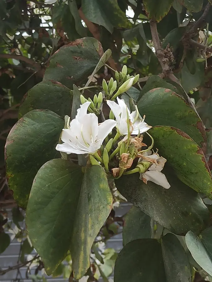 Photographie de Bauhinia Blanc Nain