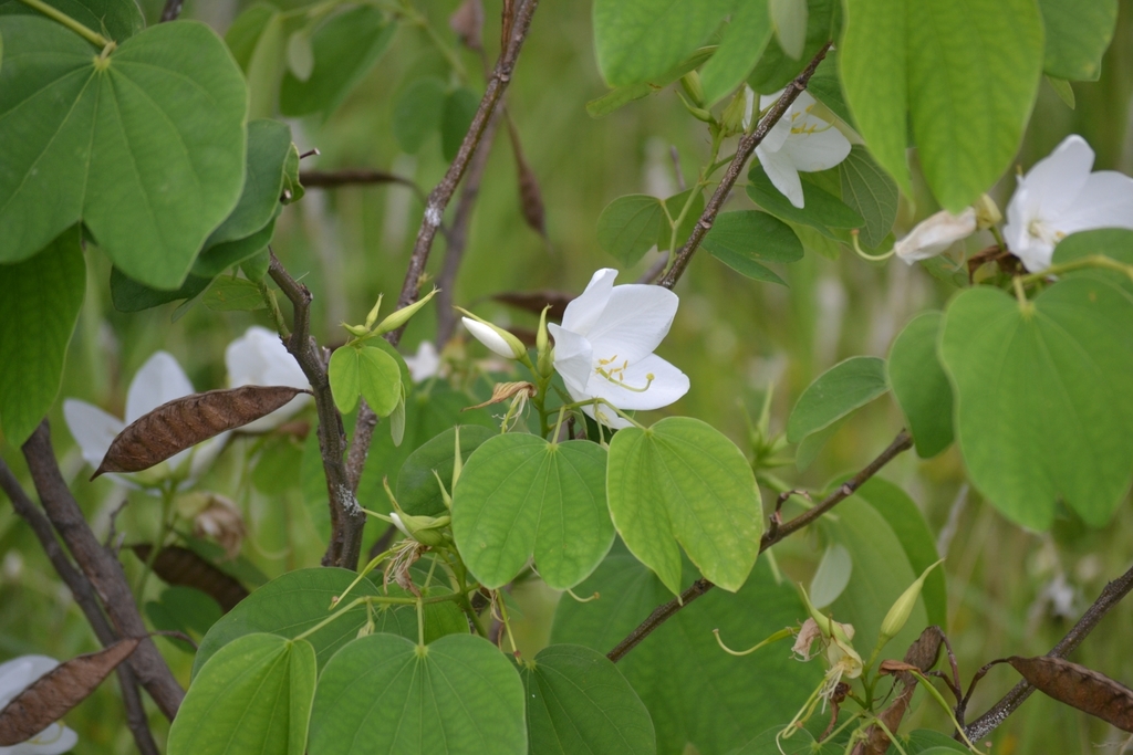 Photographie de Bauhinia Blanc Nain