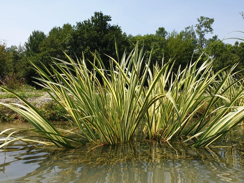 Photographie de Acore Odorant