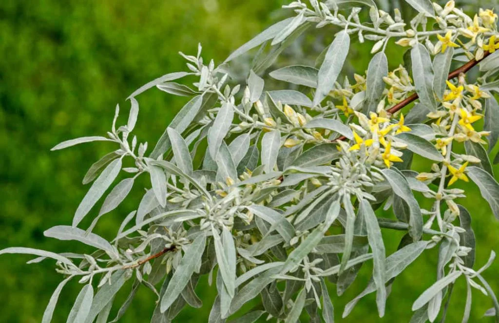 Photographie de Saule Blanc