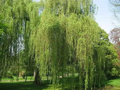 Photographie de Saule Blanc