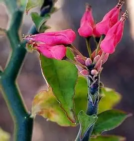 Photographie de Fleur d'oiseau Rouge
