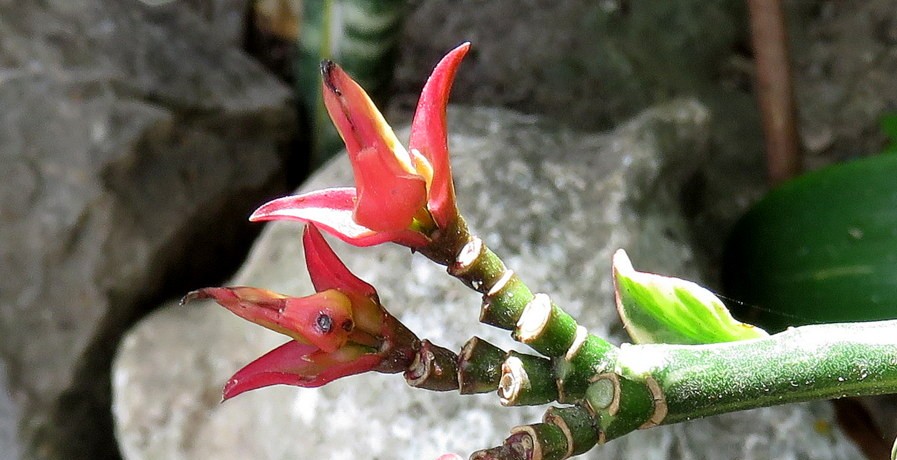 Photographie de Fleur d'oiseau Rouge
