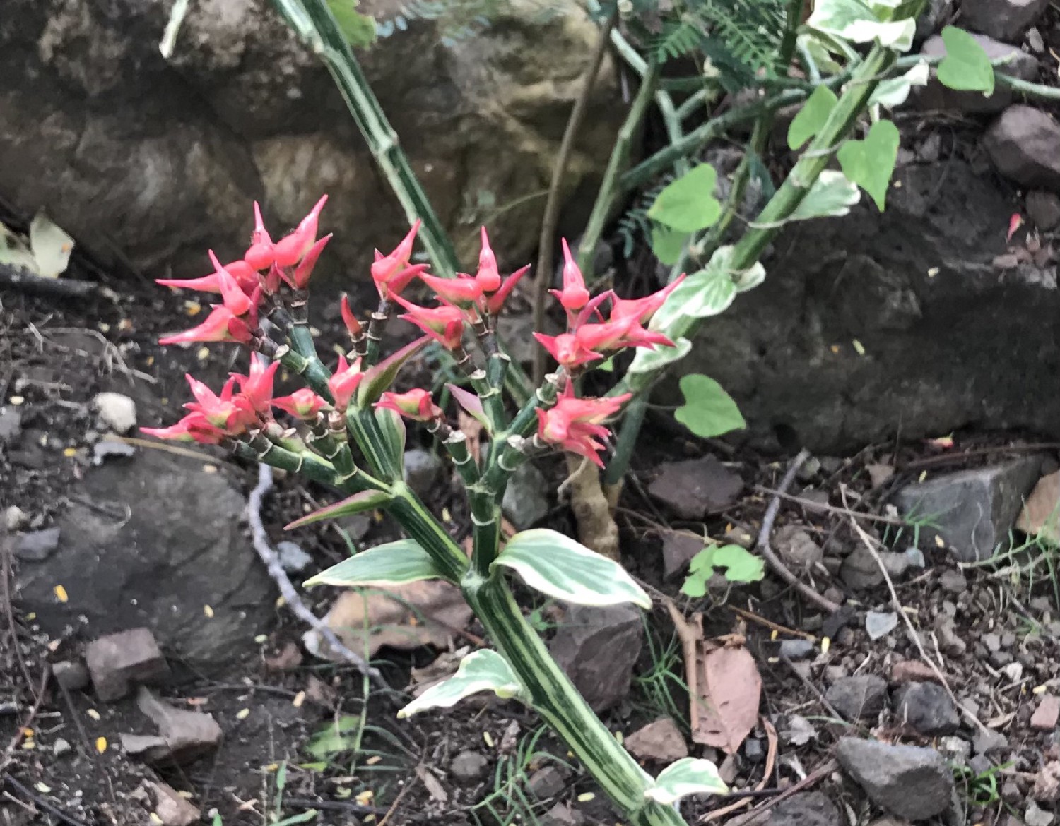Photographie de Fleur d'oiseau Rouge