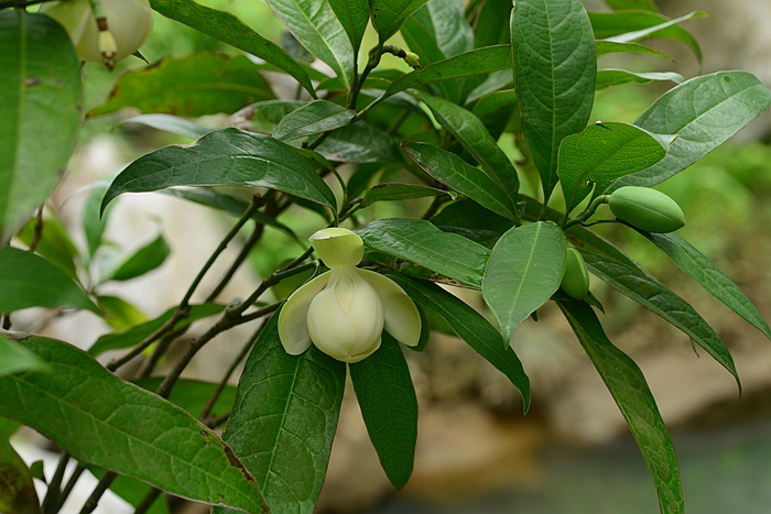 Photographie de Magnolia Coco