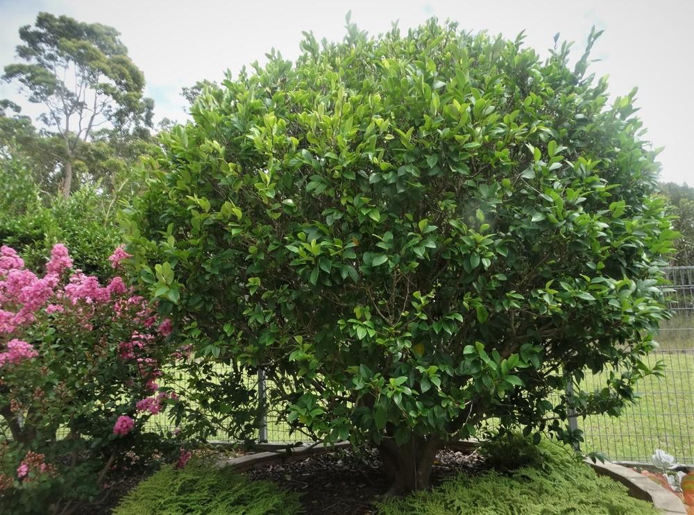 Photographie de Magnolia Coco