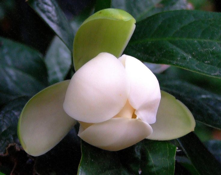 Photographie de Magnolia Coco