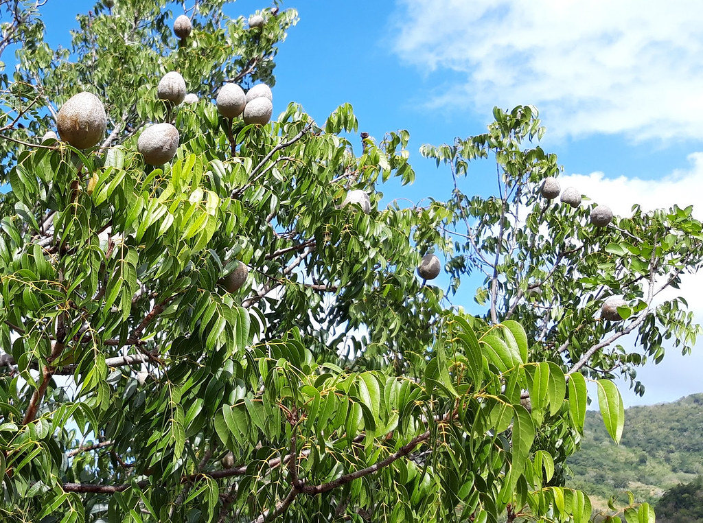 Photographie de Acajou des Antilles