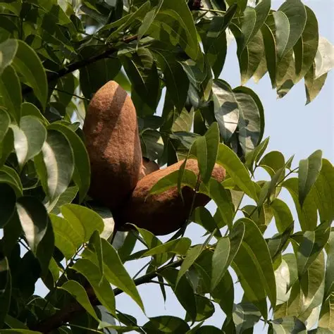 Photographie de Acajou des Antilles