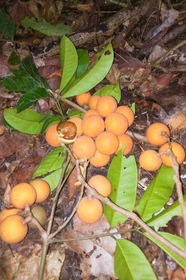 Photographie de Pomme de Bois