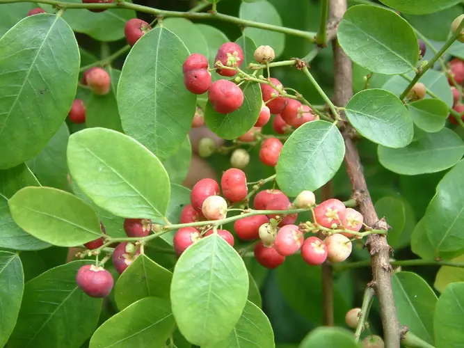 Photographie de Buisson de Pommes de Terre