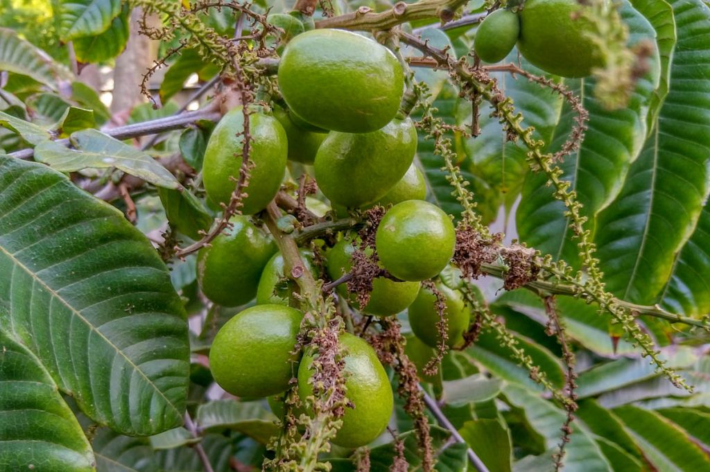 Photographie de Litchi du Pacifique