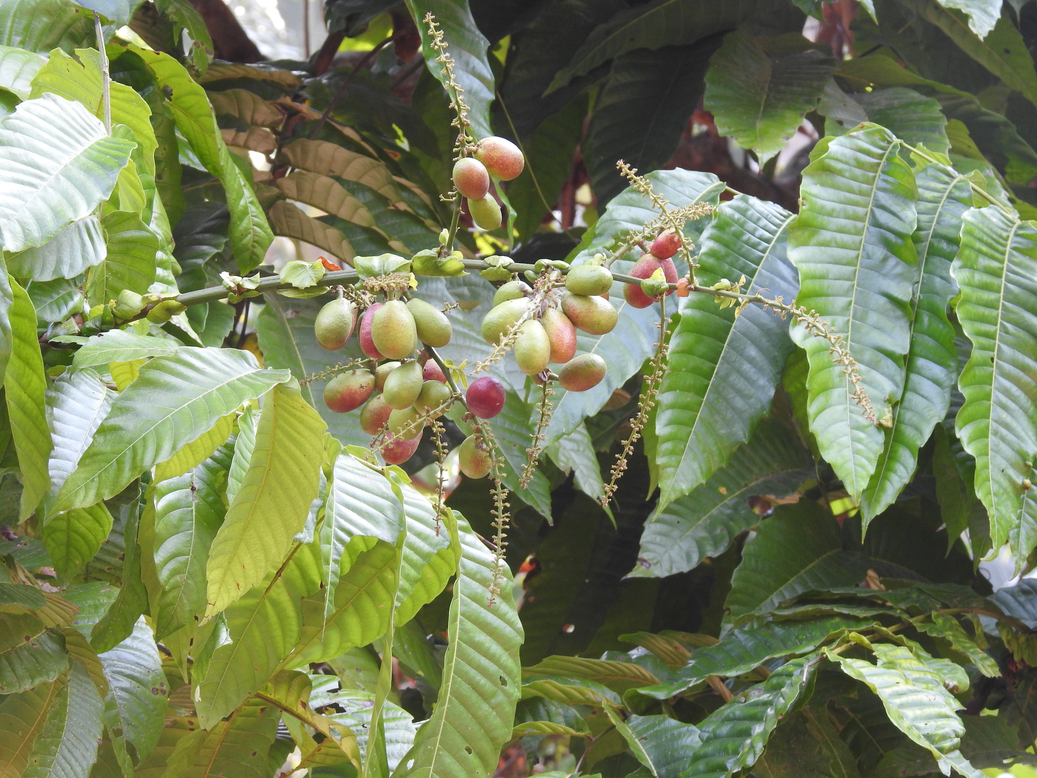 Photographie de Litchi du Pacifique