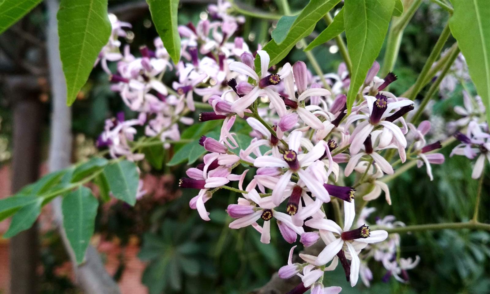 Photographie de Lilas de Perse
