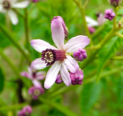 Photographie de Lilas de Perse