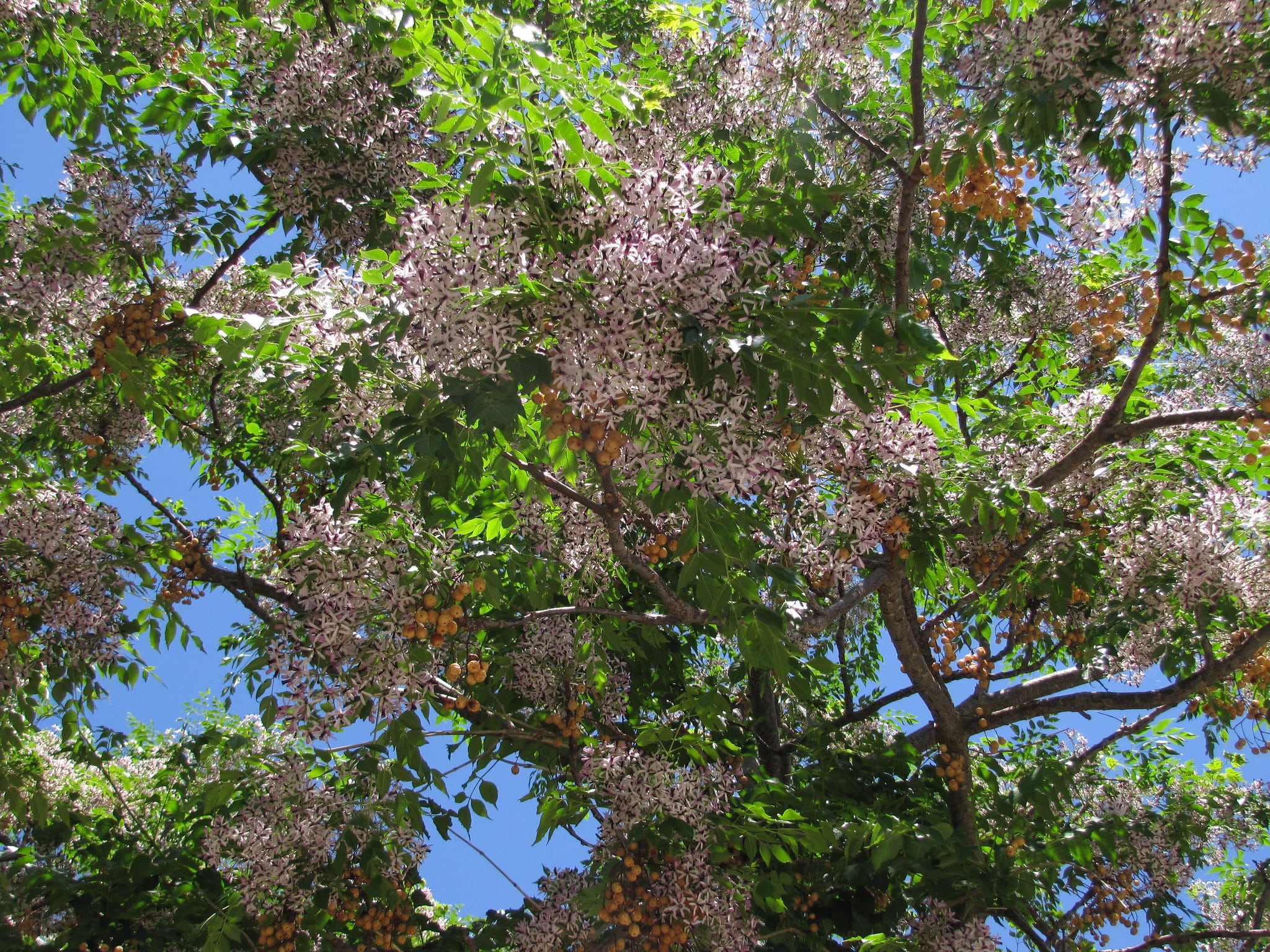 Photographie de Lilas de Perse