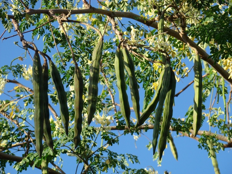 Photographie de Moringa