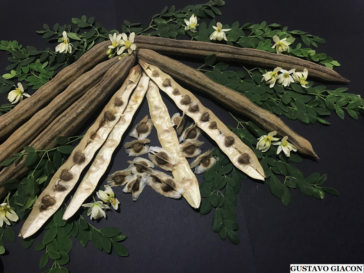 Photographie de Moringa