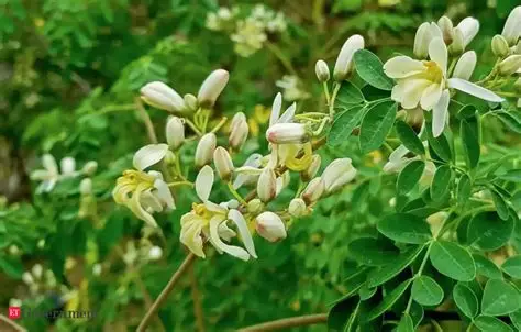 Photographie de Moringa