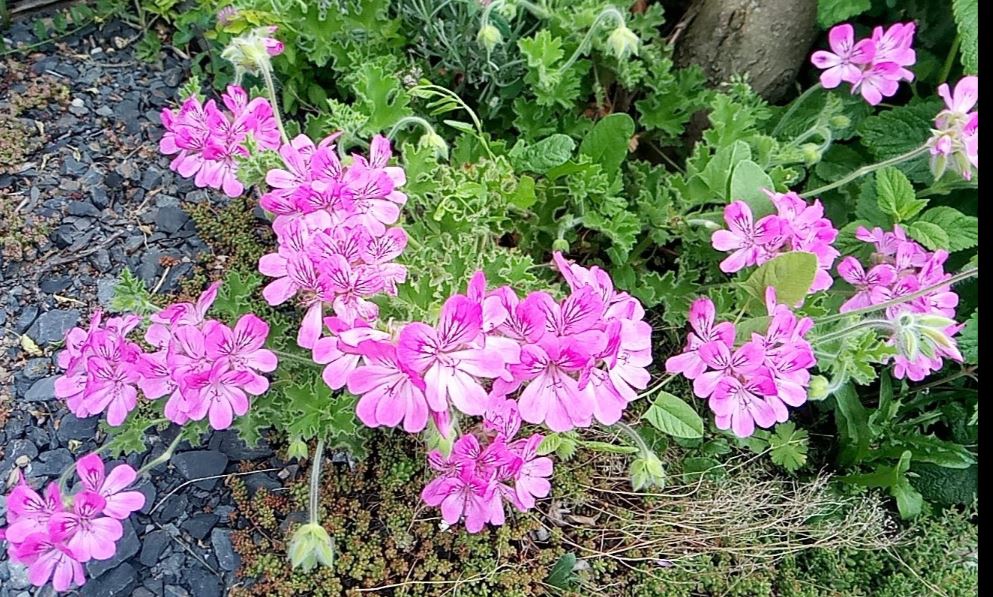 Photographie de Géranium Rosat