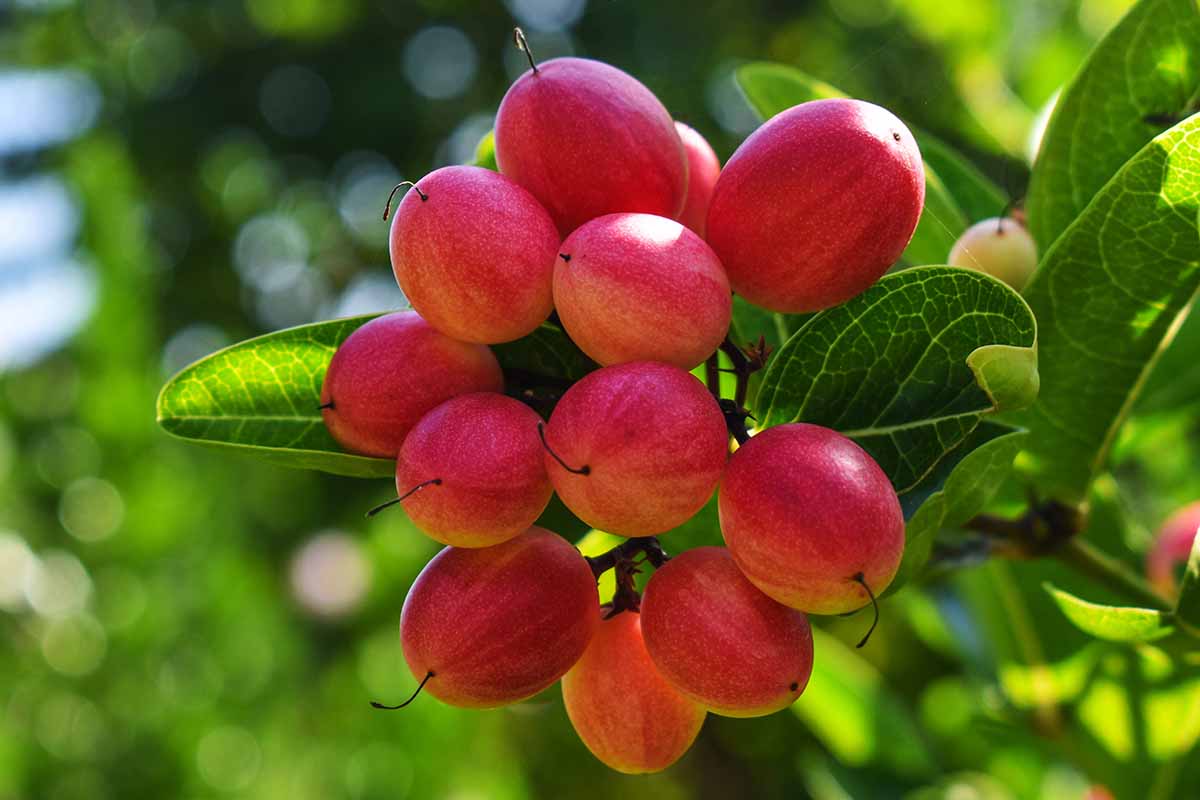 Photographie de Fruit Miraculeux