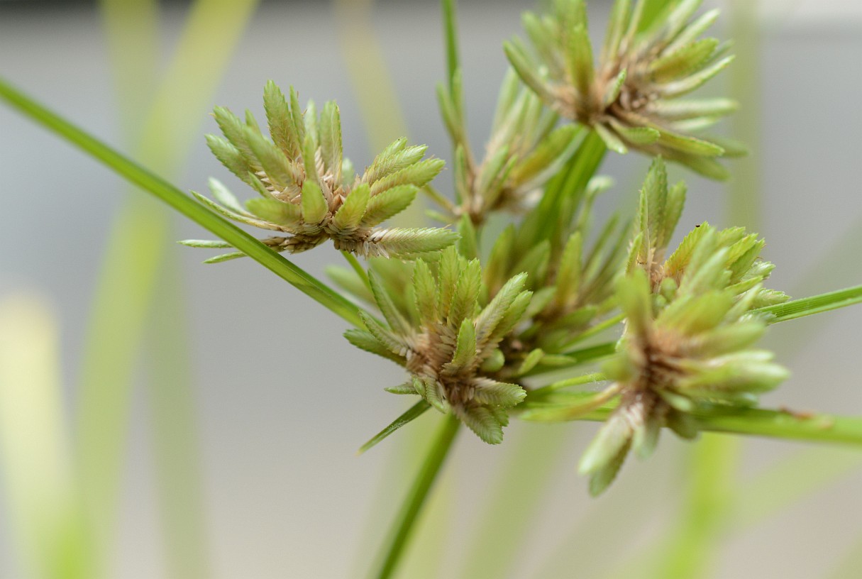Photographie de Carex Plat