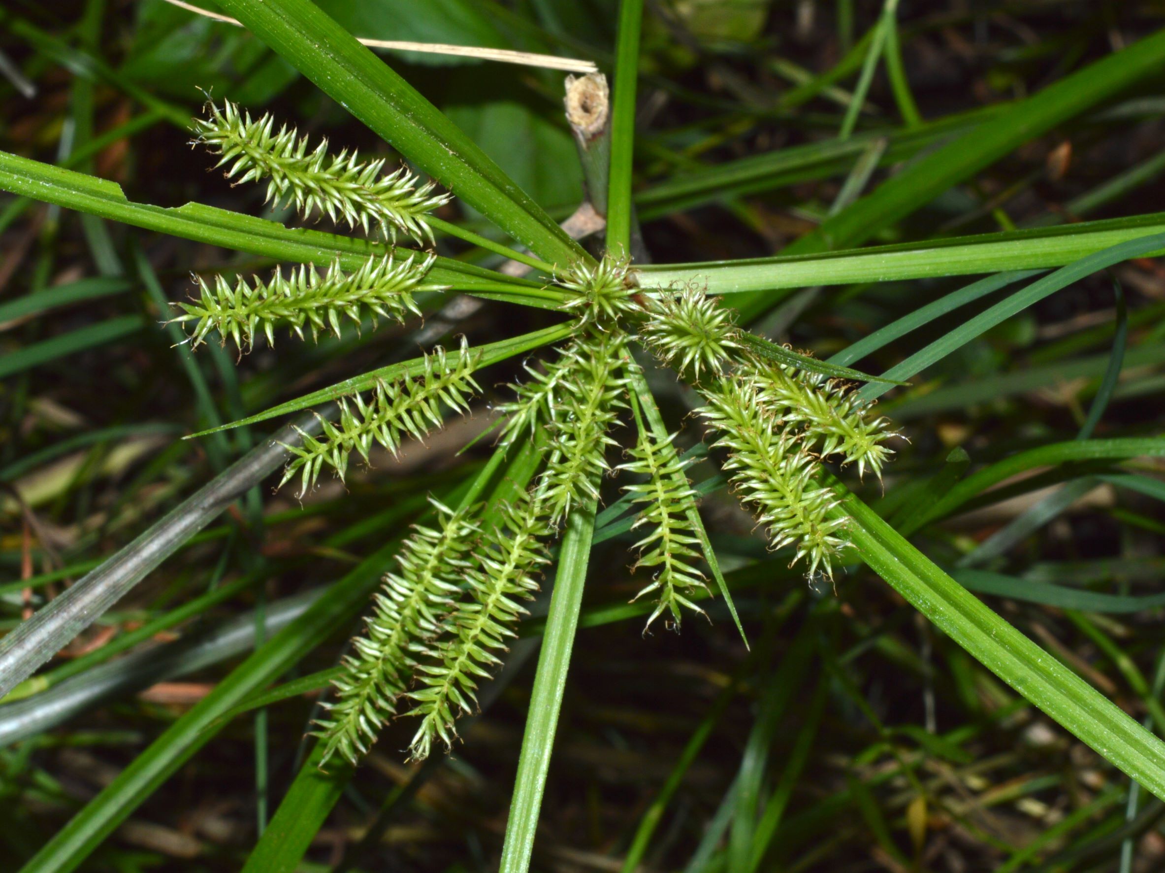 Photographie de Carex Plat