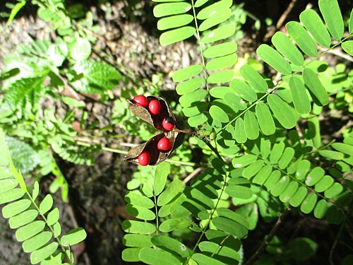 Photographie de Pois Rouge