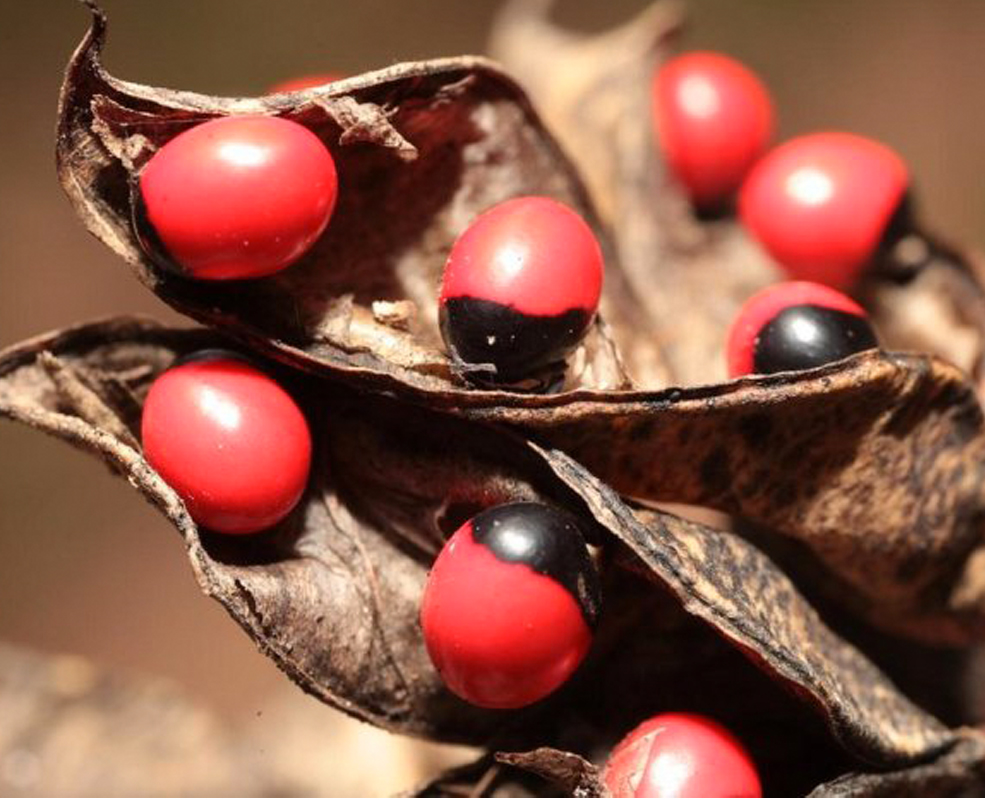 Photographie de Pois Rouge
