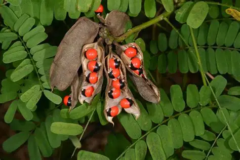 Photographie de Pois Rouge