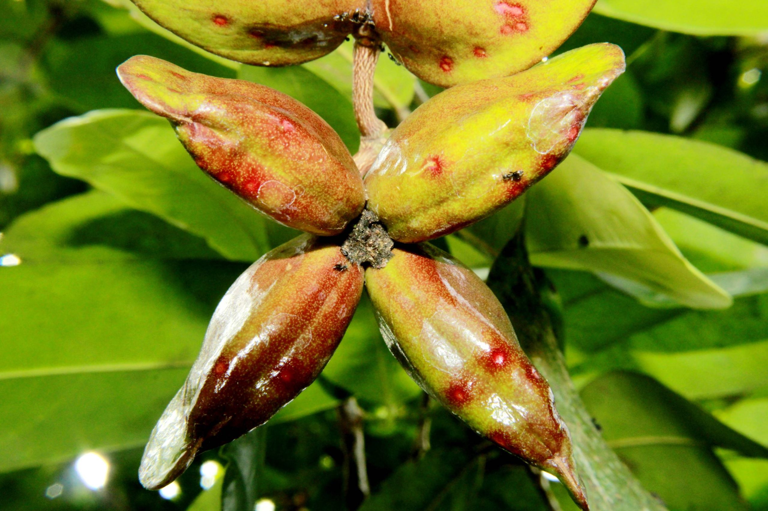 Photographie de Quassia de Madagascar