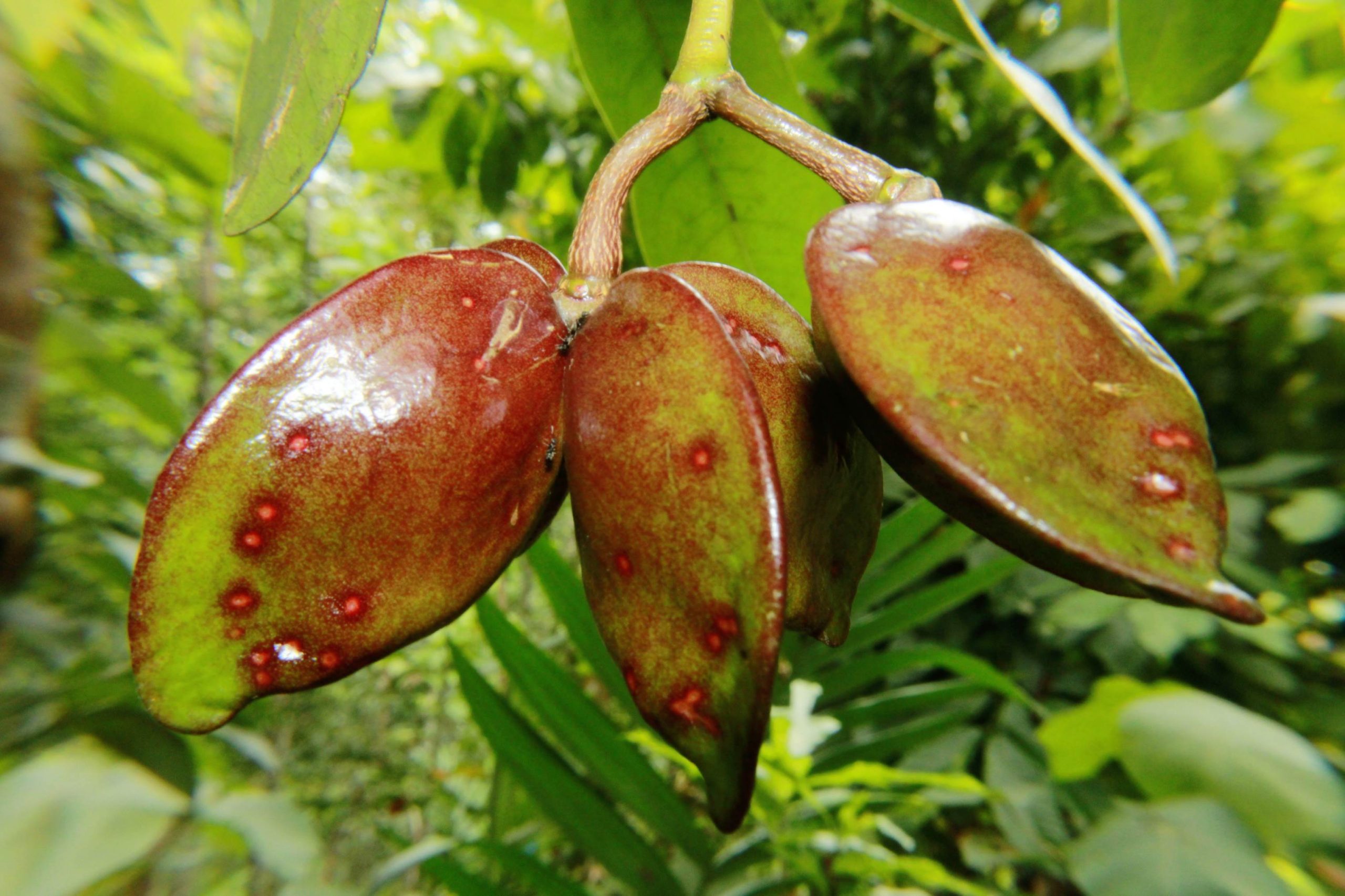 Photographie de Quassia de Madagascar