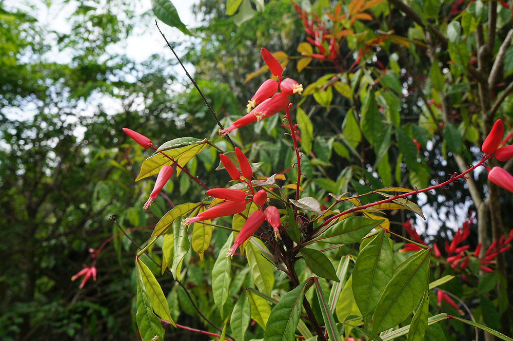 Photographie de Quassia de Madagascar
