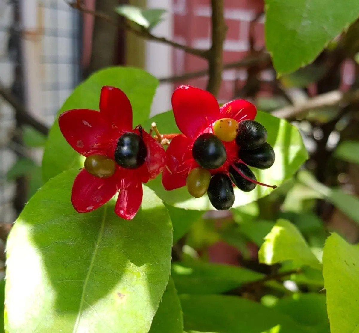 Photographie de Buisson de Mickey