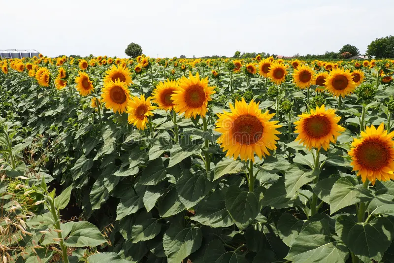 Photographie de Tournesol