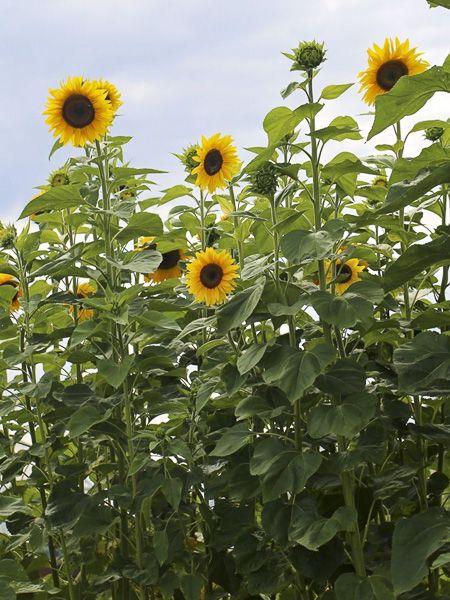 Photographie de Tournesol