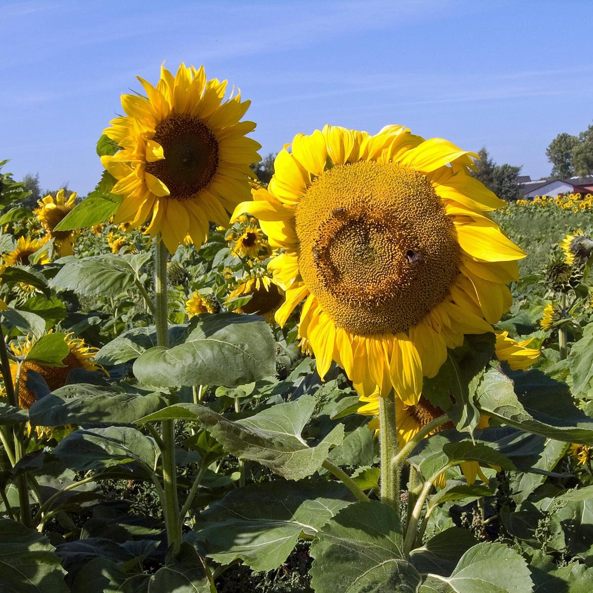 Photographie de Tournesol