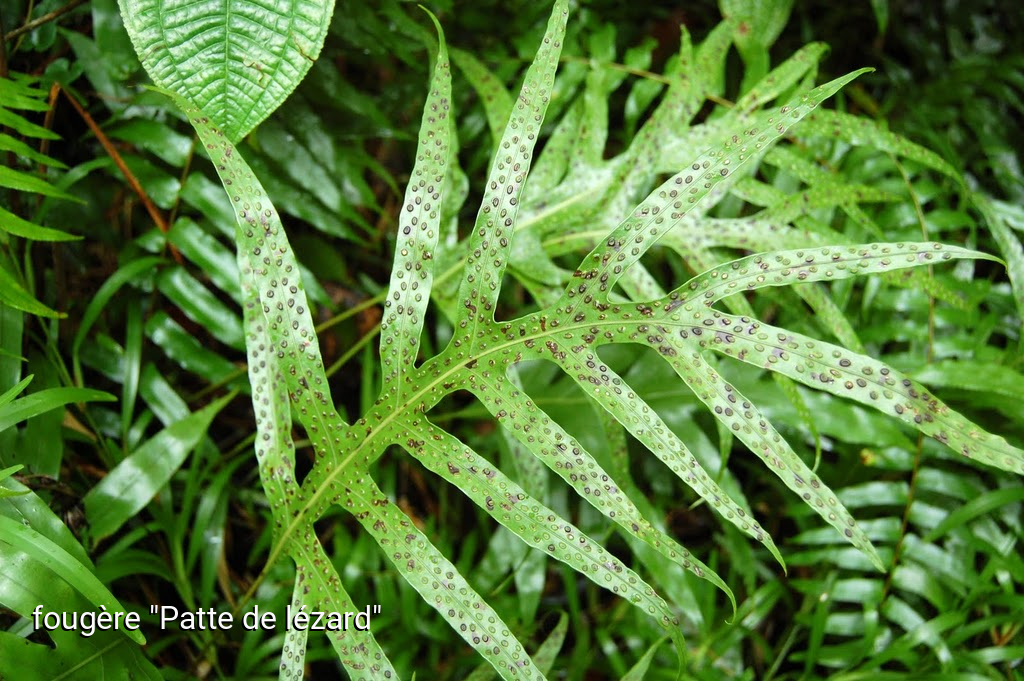 Photographie de Fougère Patte de Lézard