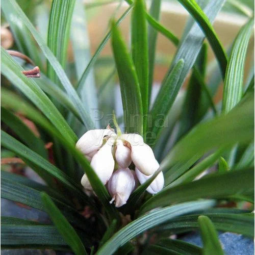 Photographie de Muguet du Japon