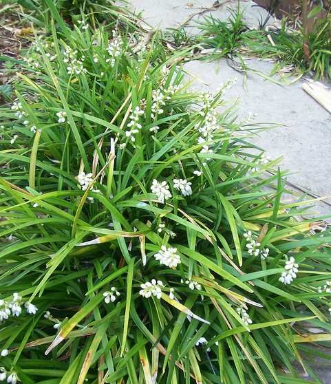 Photographie de Muguet du Japon