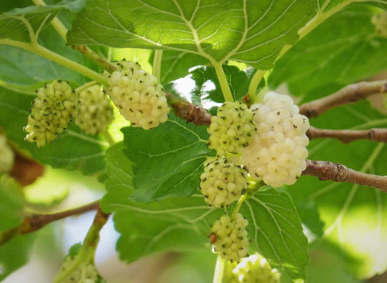 Photographie de Mûrier Blanc