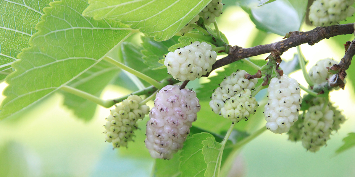 Photographie de Mûrier Blanc
