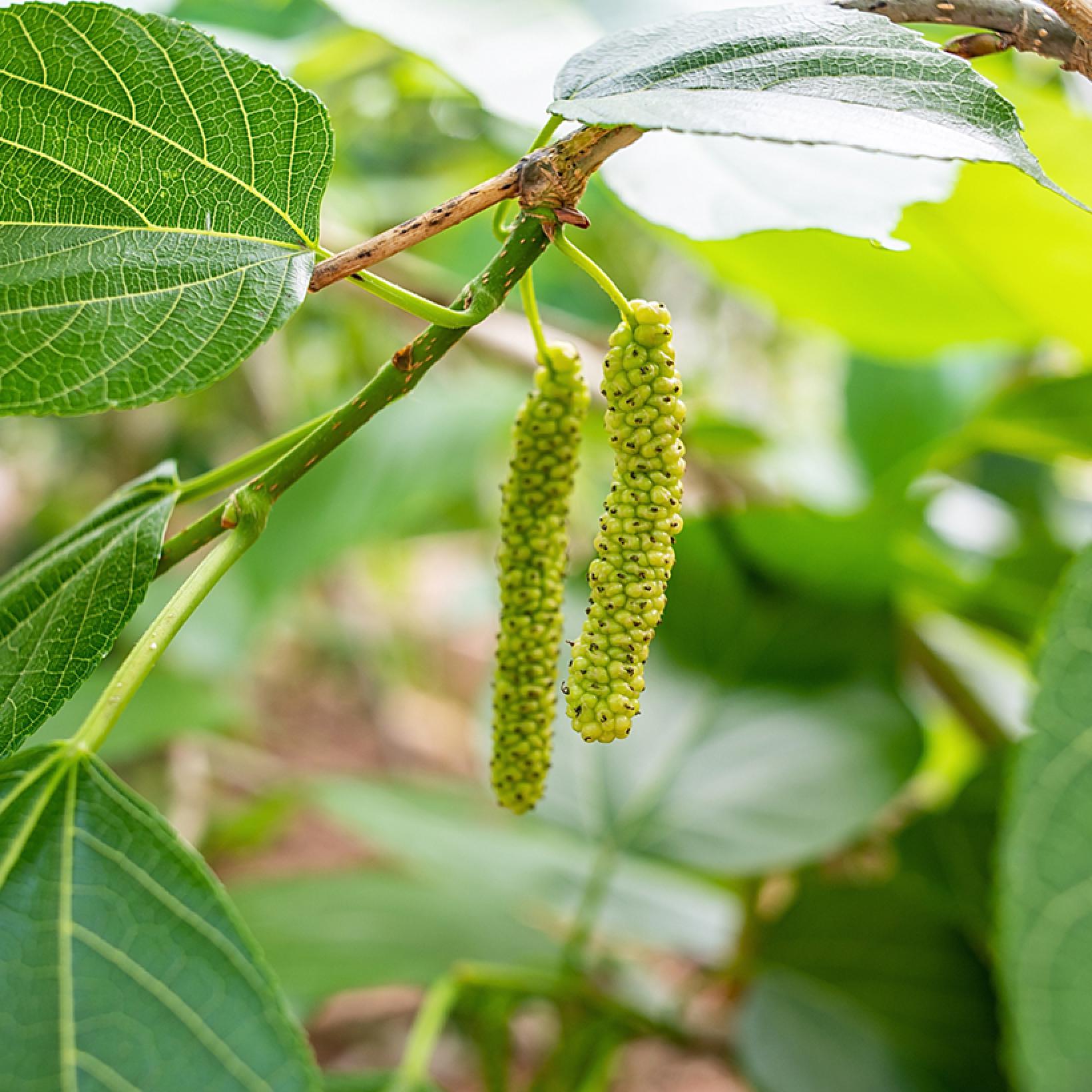 Photographie de Mûrier Blanc