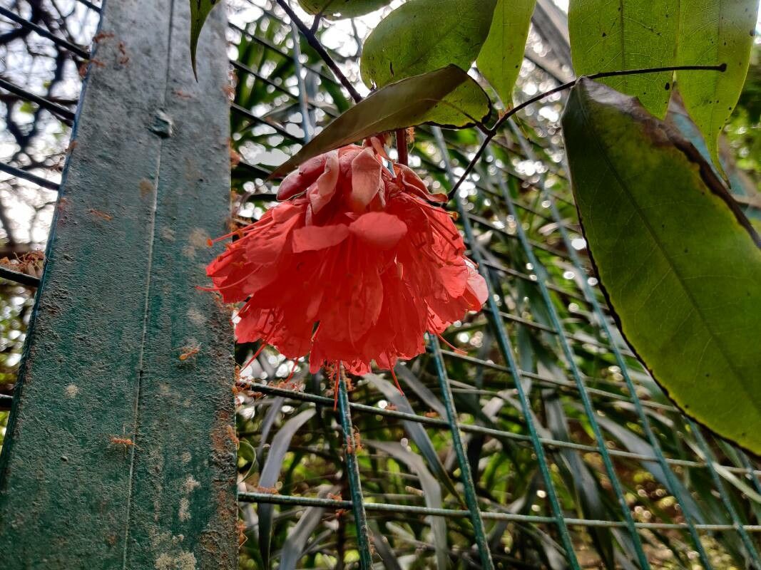 Photographie de Rose du Venezuela