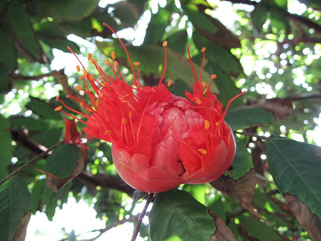 Photographie de Rose du Venezuela