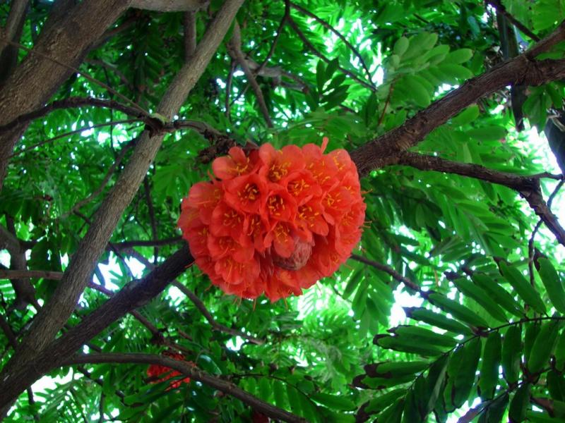 Photographie de Rose du Venezuela