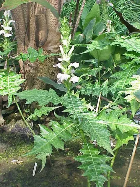 Photographie de Chardon des Montagnes